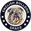 English Bulldog