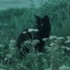 panther_2021