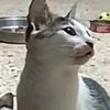 irlcatgirll