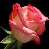 🌹