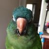 _parrotgirl