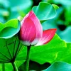 Trồng Nông Sản