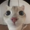 weii
