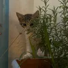 sidelya_cav