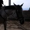 klara._eq