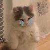 mothlitbymoon