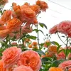 user2890136241617