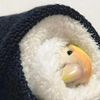 mayonnaise.egg