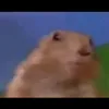 memesdavidavei