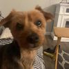 charlie.dog631