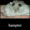 hampterworld