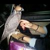 marwa50132