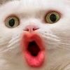 yayee_caty