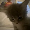 gacusplacusizi
