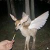 tturtlerabbit