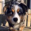 crosby_the_aussie