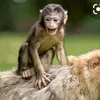 macaquinhocheiroso