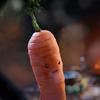 festivecarrot