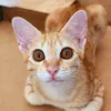kiwi_2228