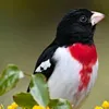 aiubmantk
