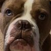 knucklestheoeb