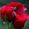 kinanti_tin