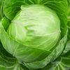 cabbage23124