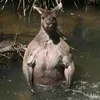 NatyioWtf