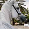 🐎🐎عااااشق الخيل🐎🐎