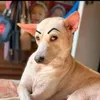 mursiajambiejam