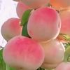 ahmed98841