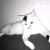 _tanja0403