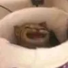 miniplumtomato