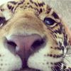 teea_33