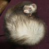 ferretmom12345