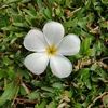 9daffodils_