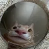 jejfjfoidmws