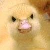 exfoliate_my_toe