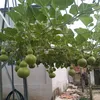 ngoc_han.87