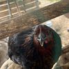 chickenlady92ash