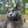 little_gray_cat