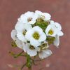 flowerlero
