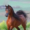 ghrib.81