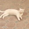 syed_ibrahim_