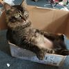 asgardthecat