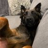 kodathemelbmalinois