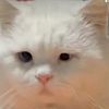 nim.min03