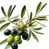 bahar_kurd.23
