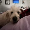 lex.fedrooo
