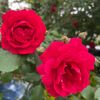 thuonganh_96